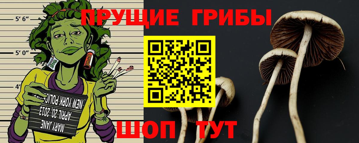 Галлюциногенные грибы GOLDEN TEACHER Гатчина
